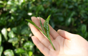 White Tea - Solar Drying 